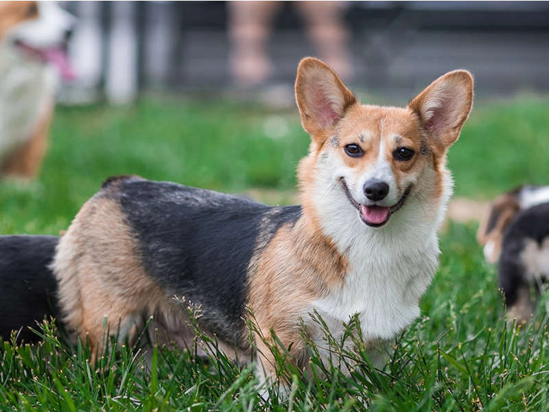 Fur Angels Dog Rescue - Petaluma Rescue Center for Dogs happy corgi standing on grass at dog daycare and dog boarding facility in petaluma california